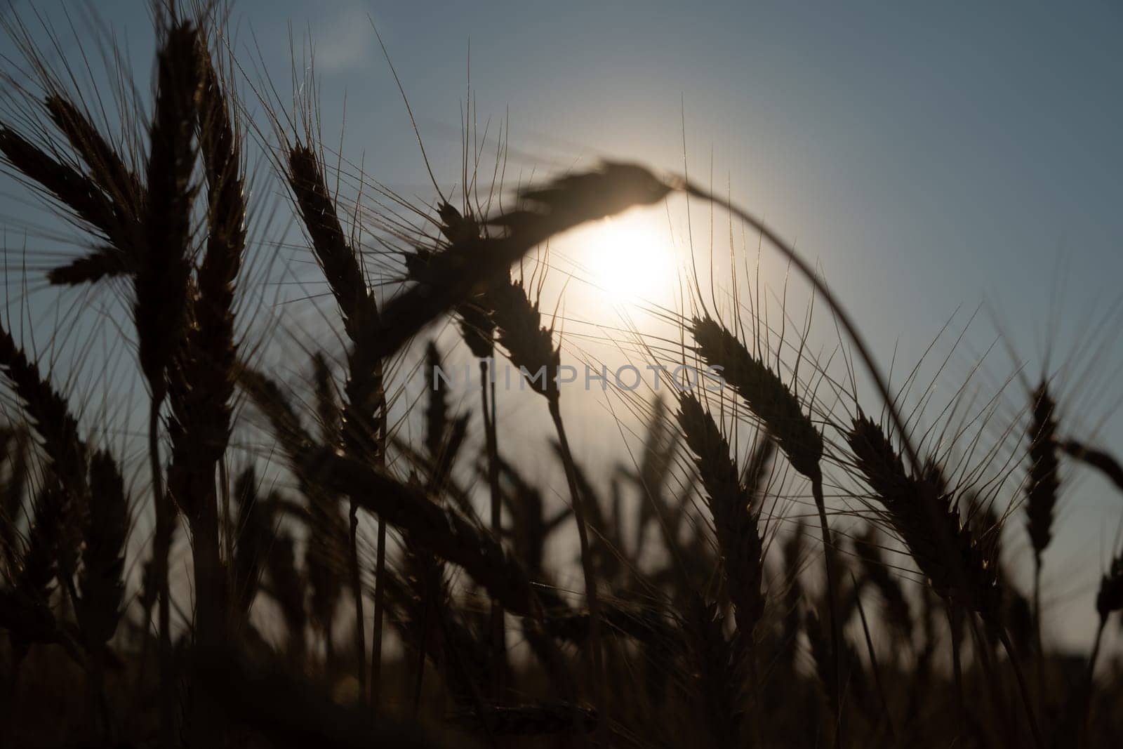 Silhouette of wheat field close up. wheat field at sunset by igor010