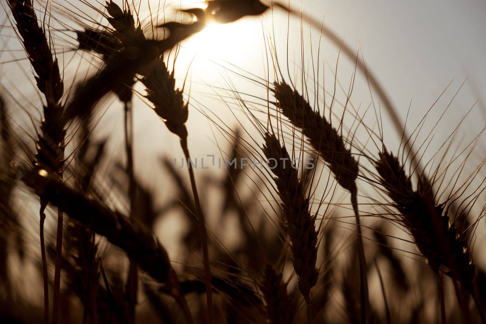 Silhouette of wheat field close up. wheat field at sunset. golden wheat field in summer