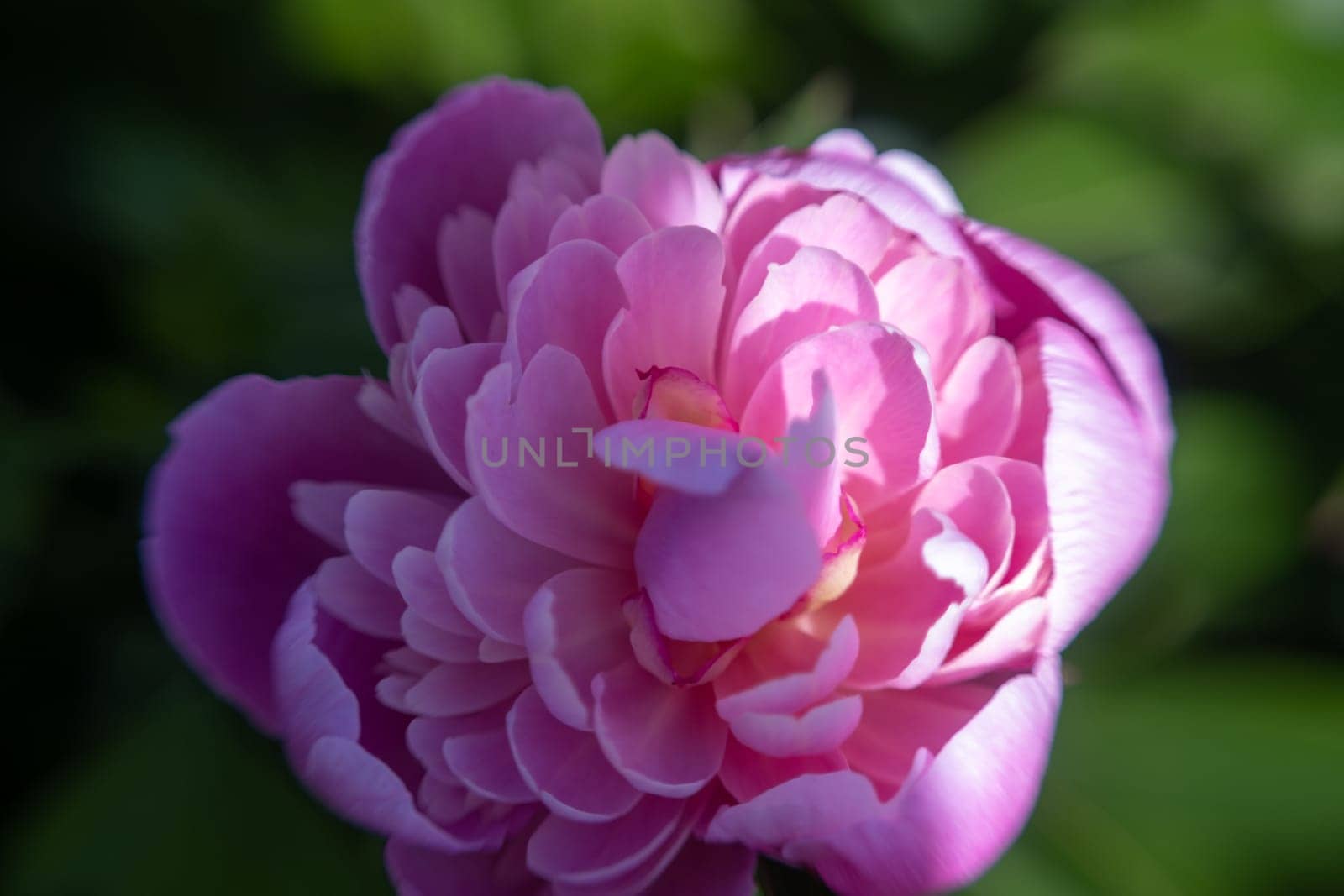 Beautiful Spring pink peony flower blossom close up. opened flower. beauty background