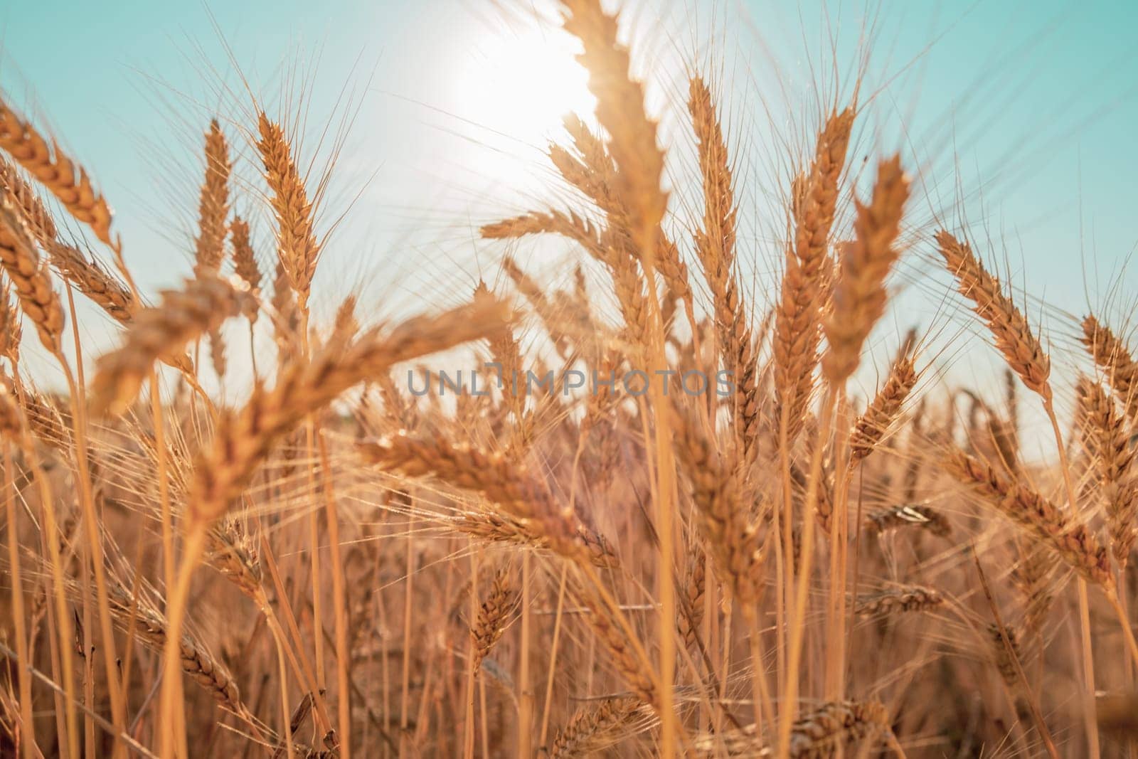 Wheat field. Ears of golden wheat close up with a beautiful nature morning sun. Rural Scenery under Shining Sunlight. Rich harvest Concept. Background of ripening ears of wheat field.