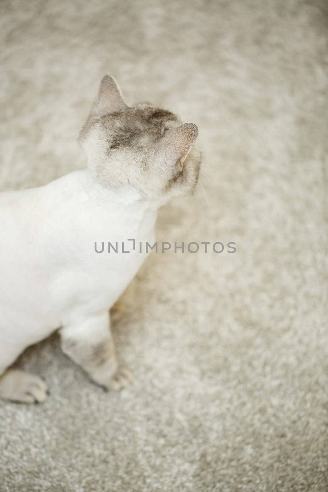 Beautiful gray scottish fold cat. Haircut cat with shaved hair on the body, pet haircut. Selective focus