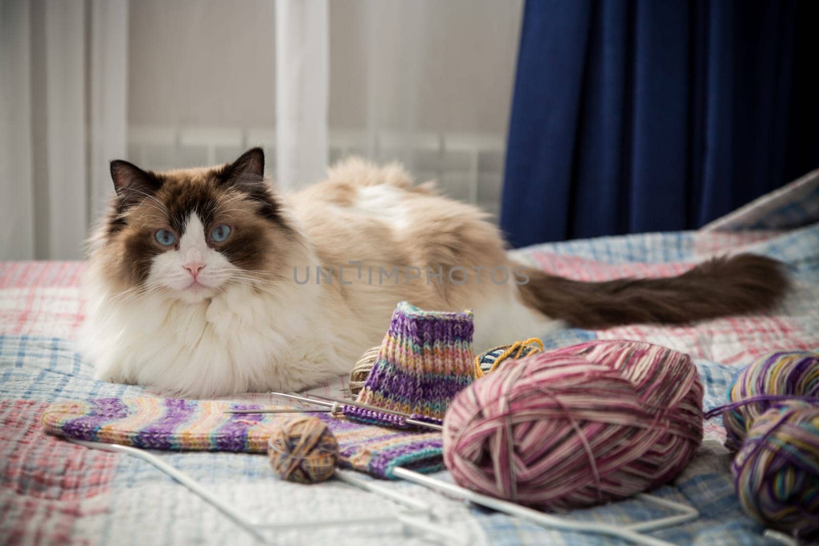 Colored threads, knitting needles and other items for hand knitting and a cute domestic cat Ragdoll on the bed.