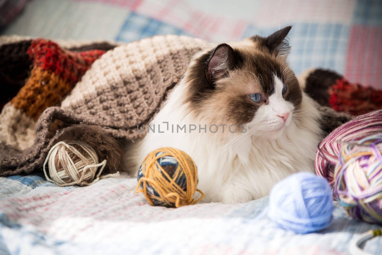 Colored threads, knitting needles and other items for hand knitting and a cute domestic cat Ragdoll on the bed.