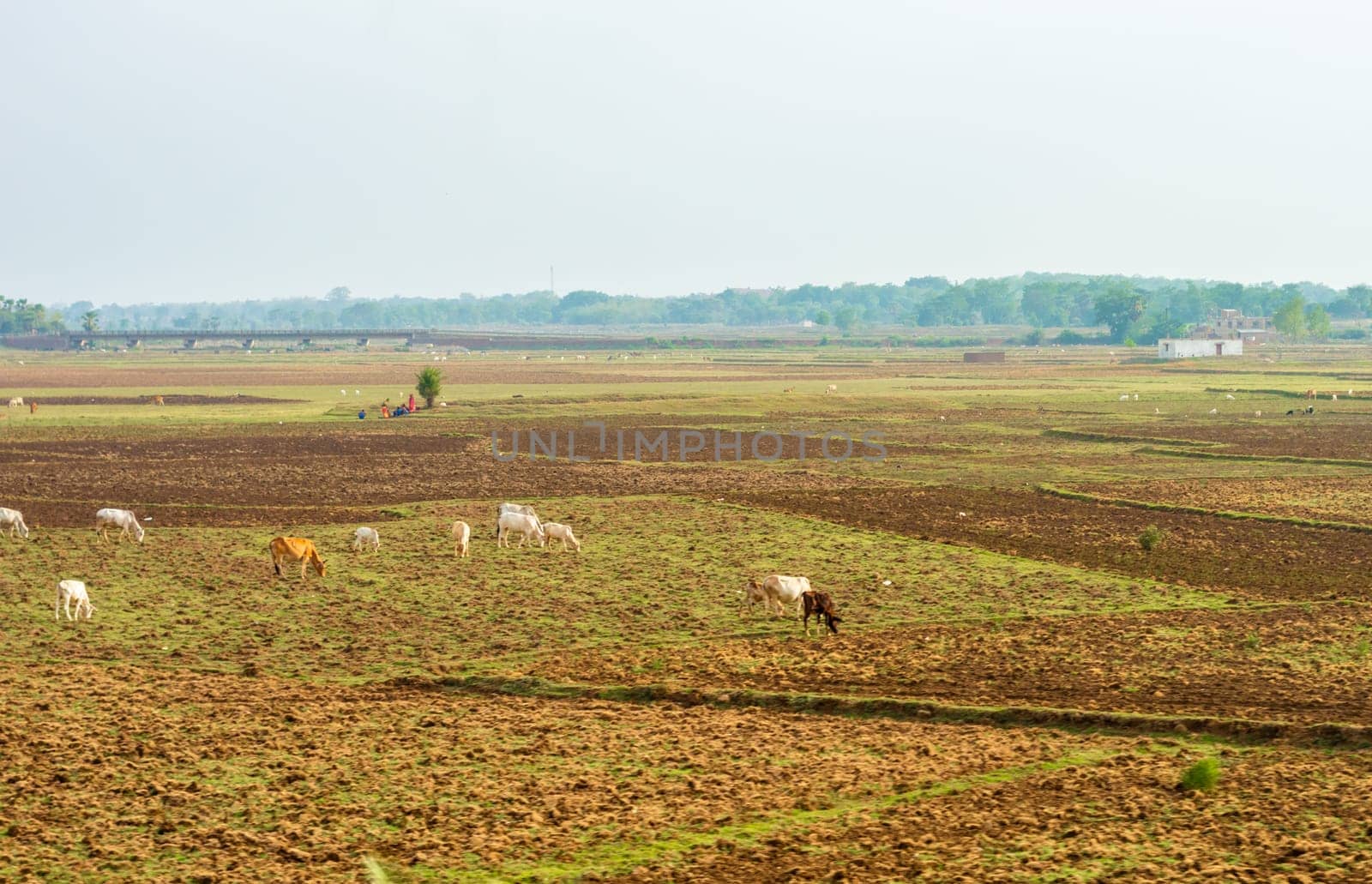 Cows grazing in the field at a distance against blue sky horizon in the background.