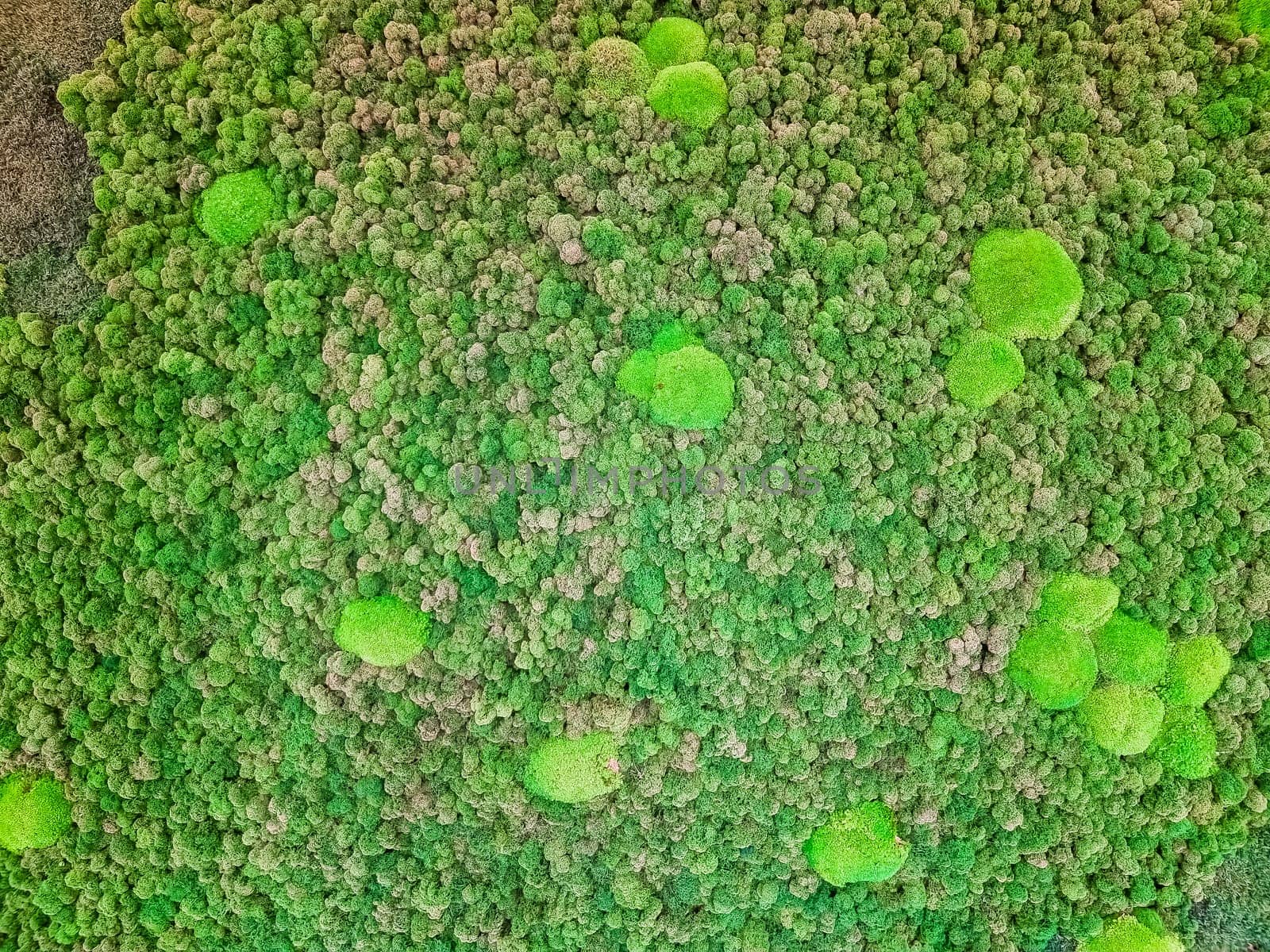 Close-up surface of the wall covered with green moss. Modern eco friendly decor made of colored stabilized moss.