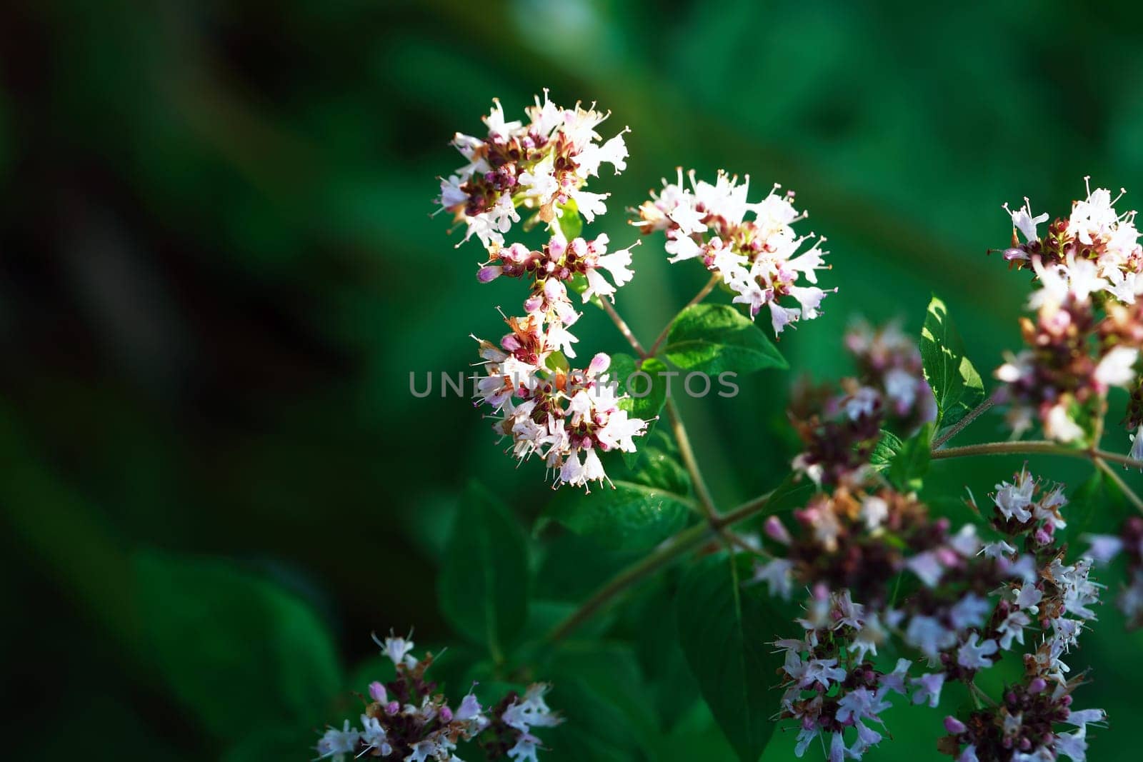 Nice wildflower against freshness summer background