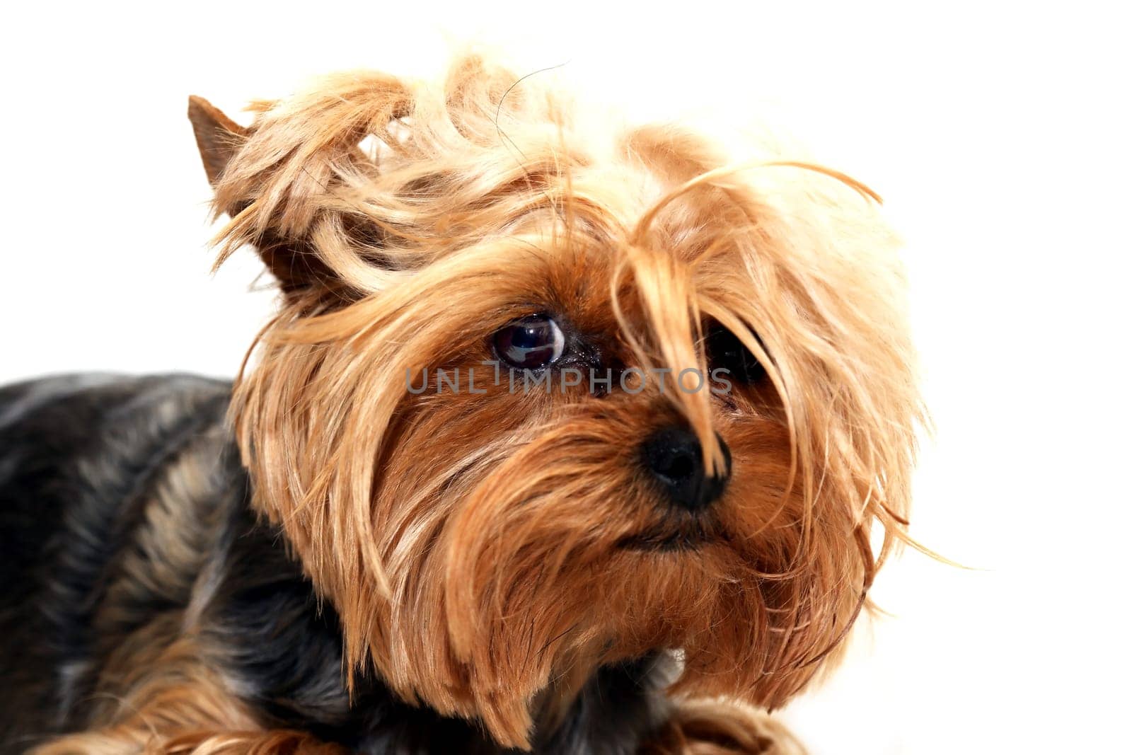A little scared yorkshire terrier fun face portrait
