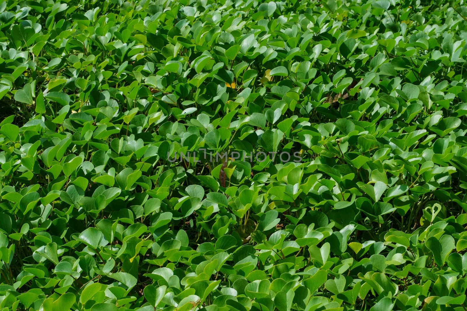 Common water hyacinth or Pontederia crassipes as background photo. by cr8image