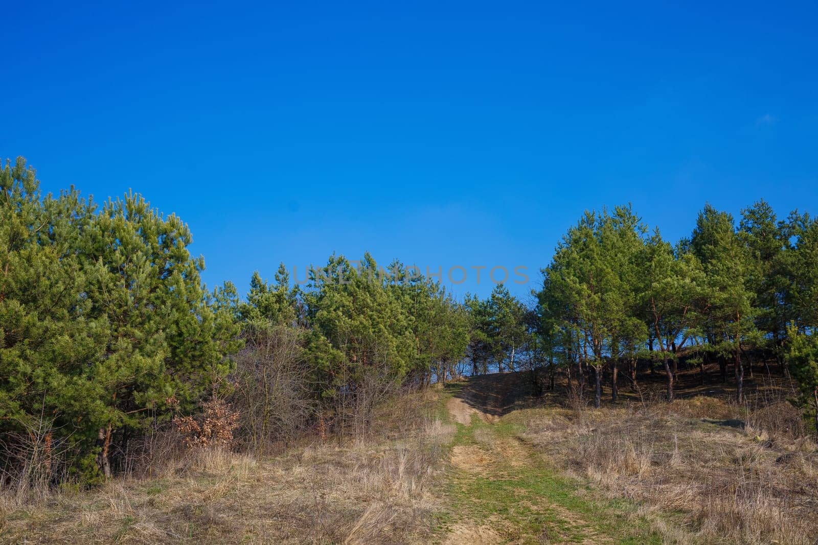 green Christmas trees on a background of blue sky. The beginning of spring