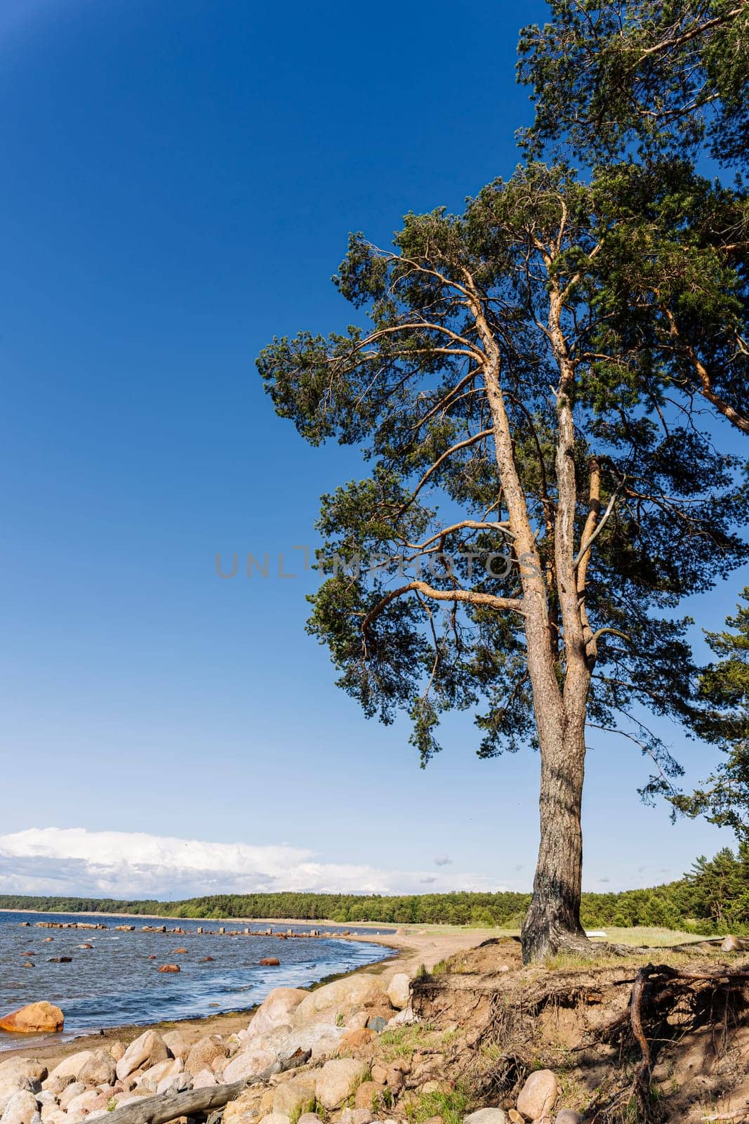 Panorama view of the sea bay and pine forest and blue sky by audiznam2609