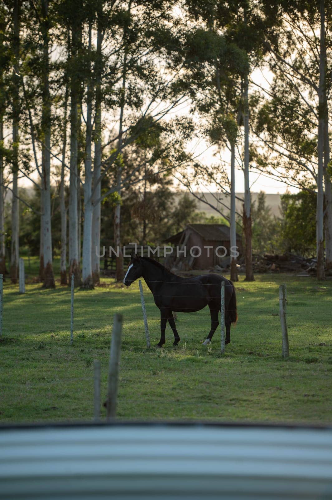 Criollo horses in the countryside of Uruguay. by martinscphoto