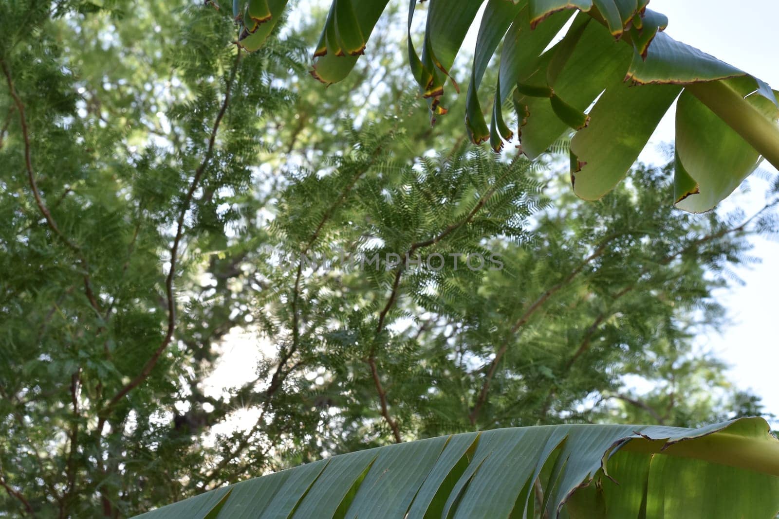 Banana Tree and Mesquite Leaves Shading Arizona Backyard. High quality photo
