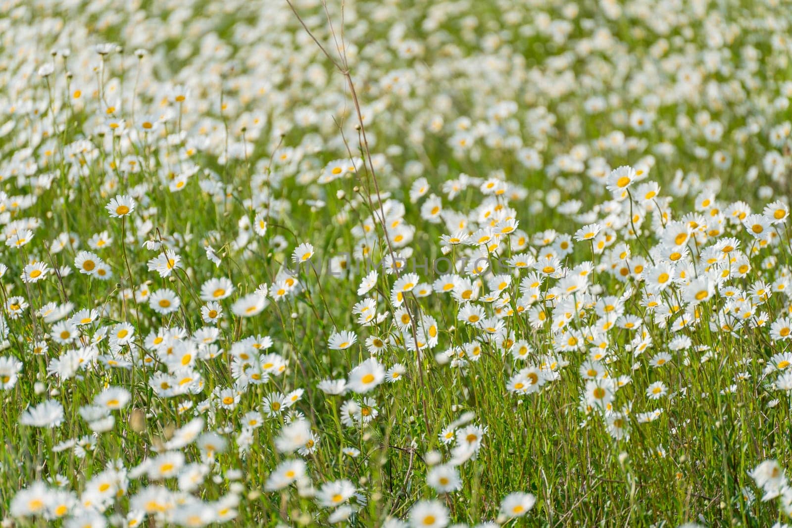 Daisy Chamomile background. Beautiful nature scene with blooming chamomilles in sun flare. Sunny day. Summer flowers