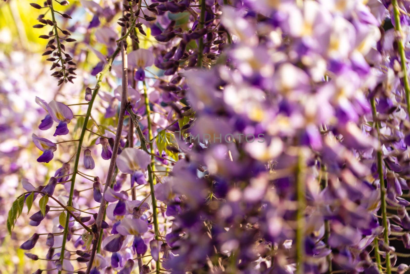 Blooming Wisteria Sinensis with scented classic purple flowersin full bloom in hanging racemes closeup. Garden with wisteria in spring.