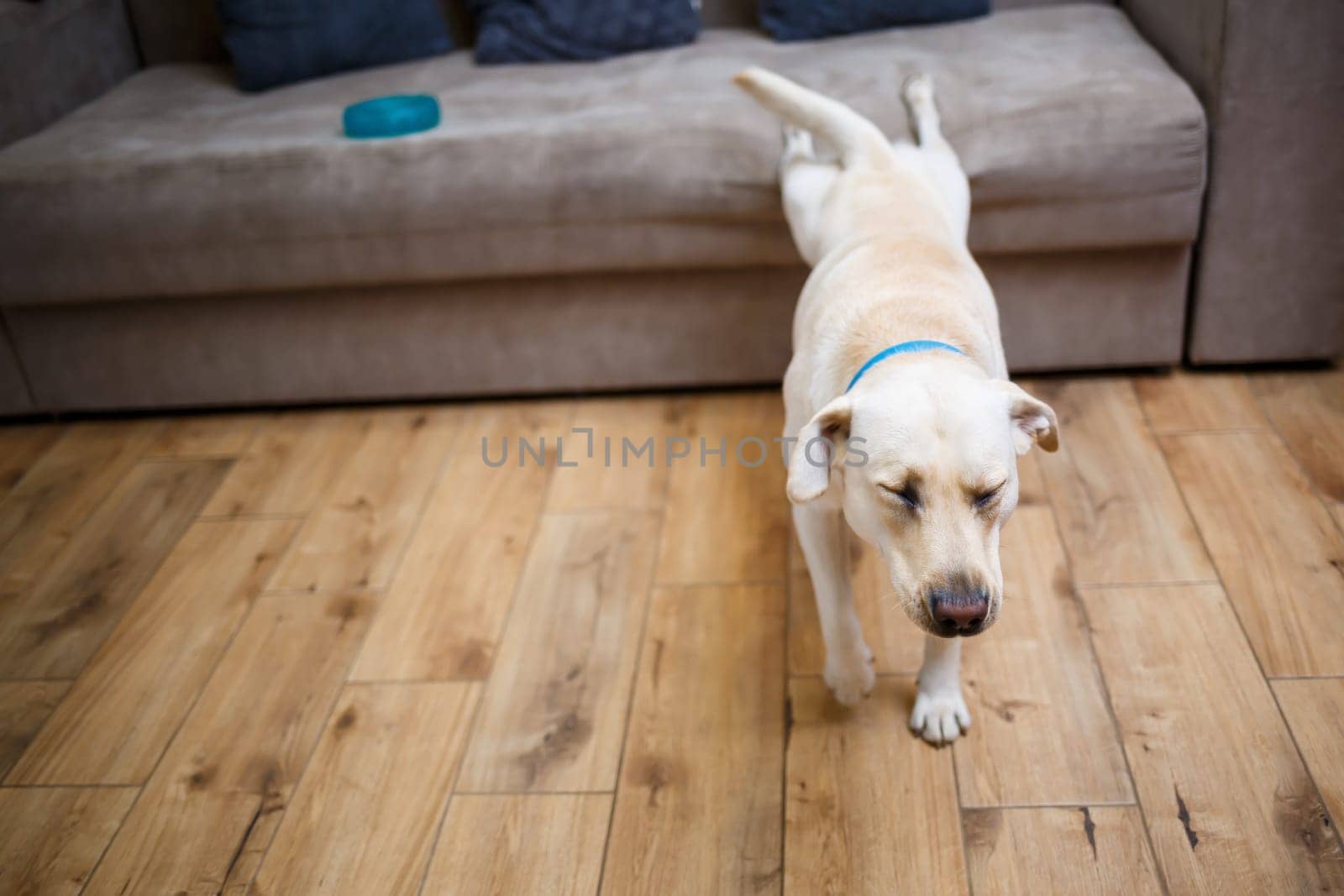 A cute big white Labrador dog is lying on a sofa in a cozy country house and looking at the camera. Happy pets concept