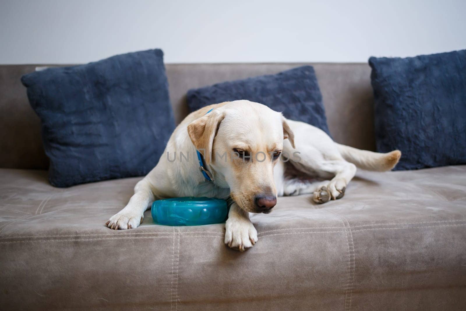 A large yellow Labrador dog feels comfortable and rests in a chair. The pale dog sat and smiled, The animal in the house,