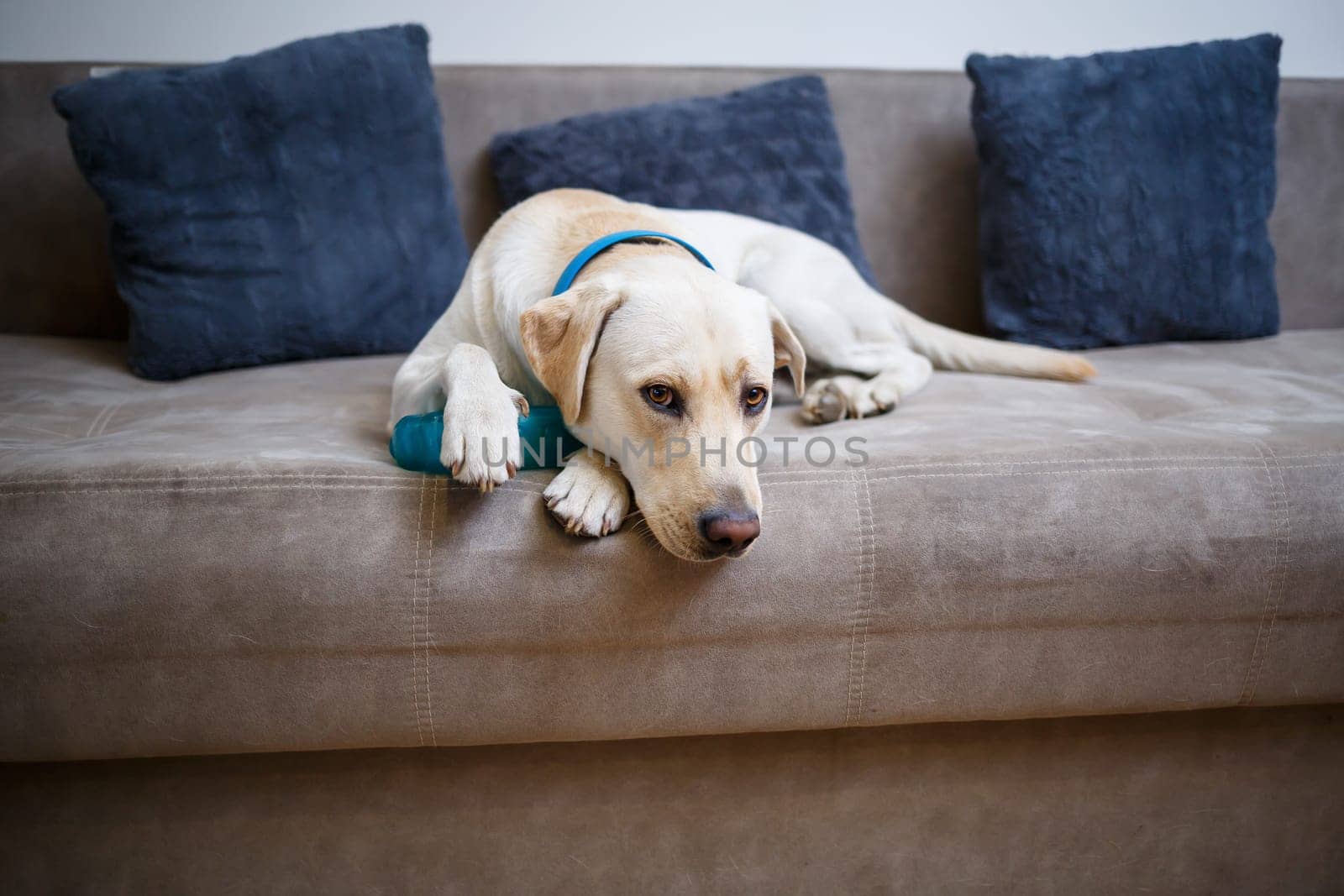 A large yellow Labrador dog feels comfortable and rests in a chair. The pale dog sat and smiled, The animal in the house,