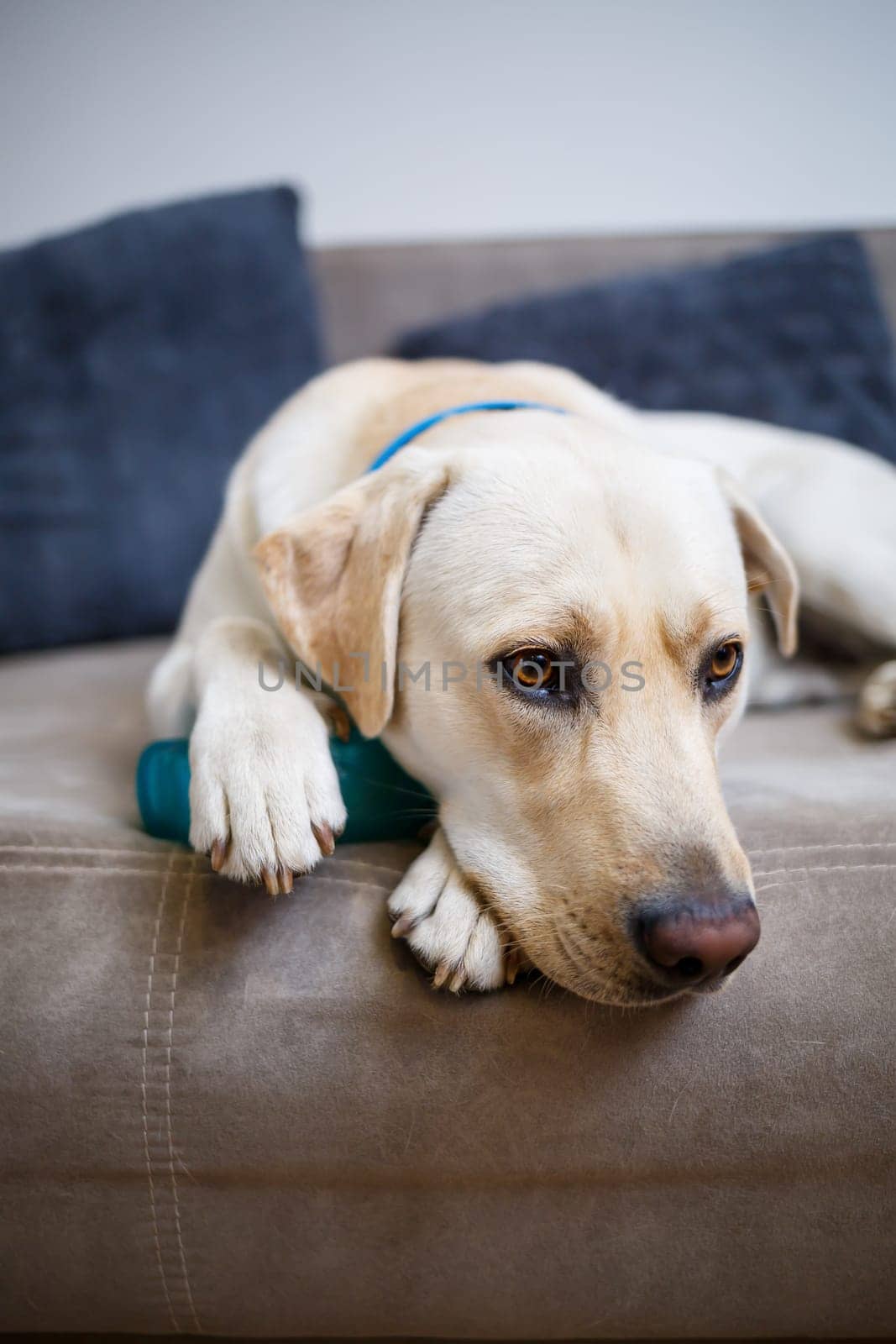 portrait of a large dog of breed Labrador of light coat of color, lies on a sofa in the apartment, pets