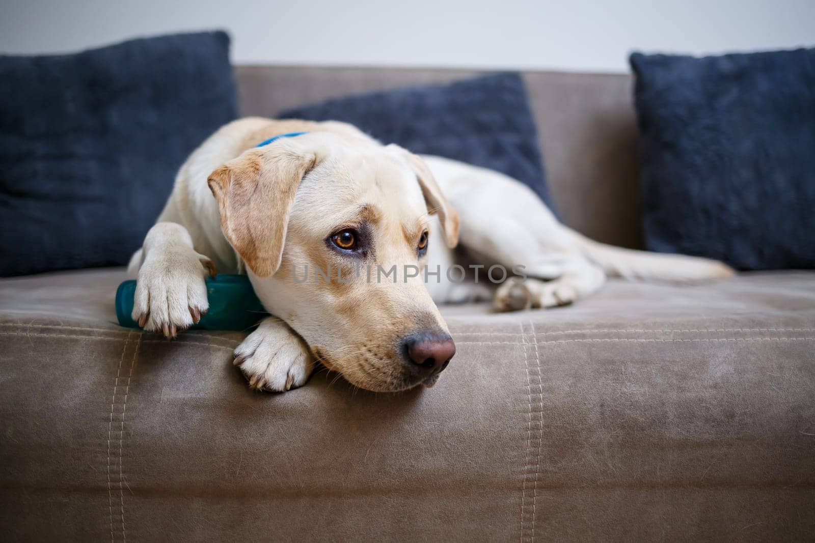 A large yellow Labrador dog feels comfortable and rests in a chair. The pale dog sat and smiled, The animal in the house,