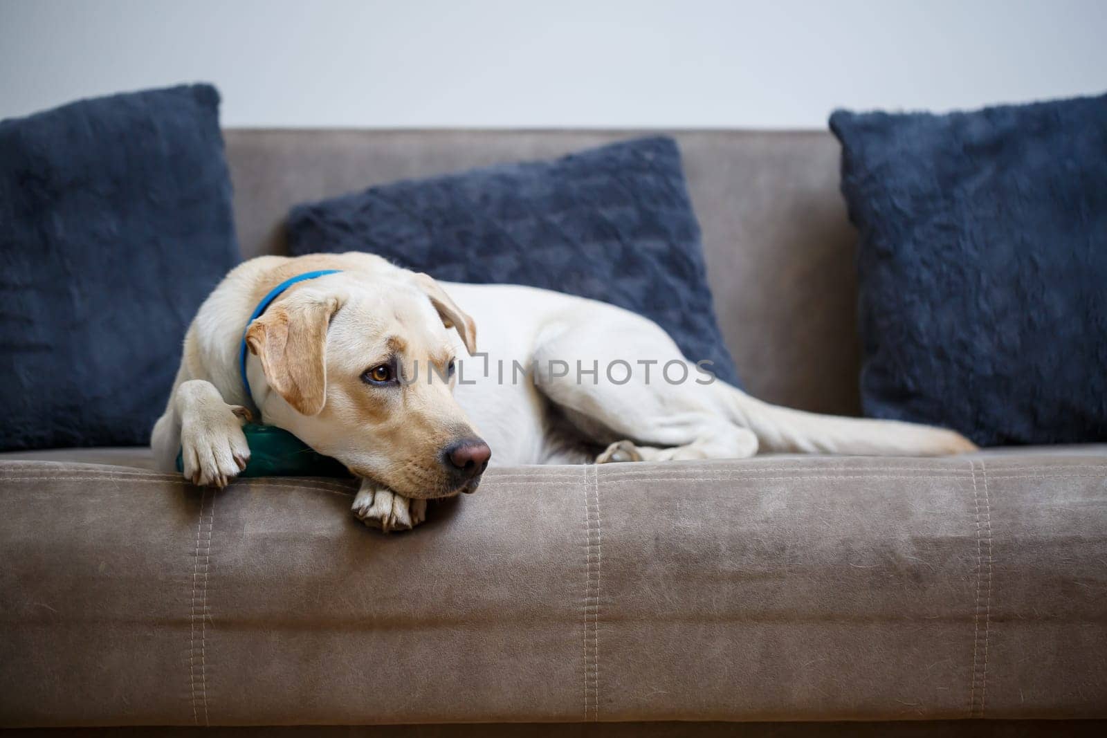 A large yellow Labrador dog feels comfortable and rests in a chair. The pale dog sat and smiled, The animal in the house,