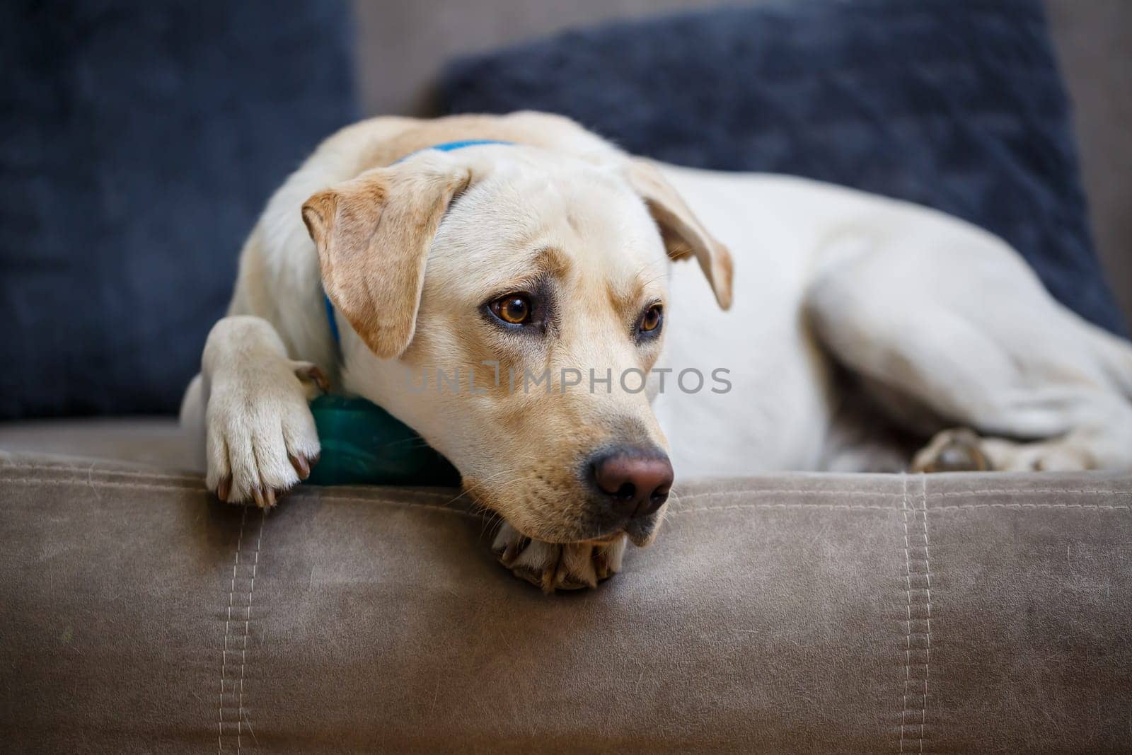 portrait of a large dog of breed Labrador of light coat of color, lies on a sofa in the apartment, pets