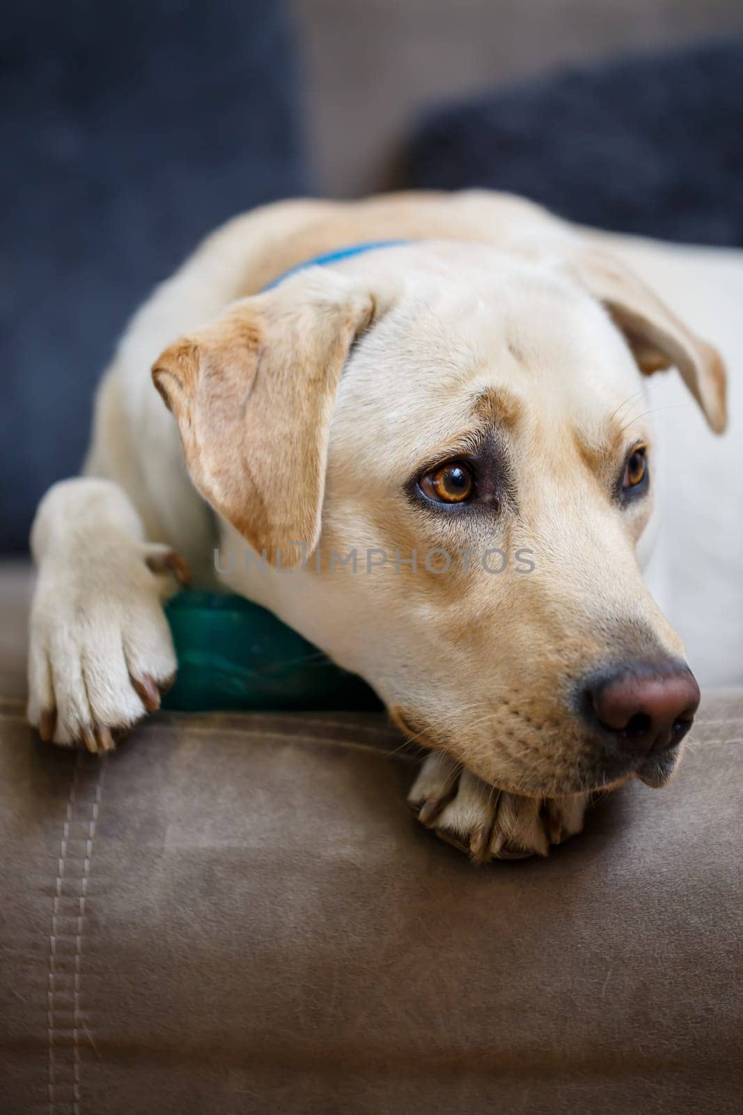 portrait of a large dog of breed Labrador of light coat of color, lies on a sofa in the apartment, pets
