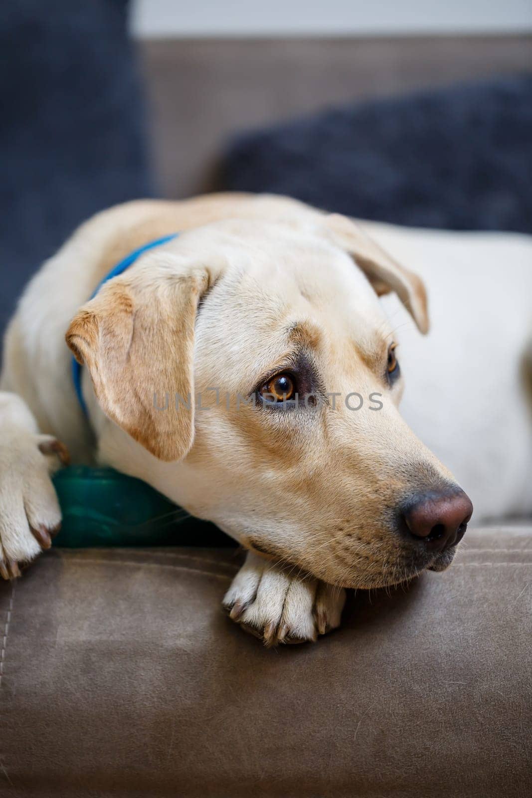 portrait of a large dog of breed Labrador of light coat of color, lies on a sofa in the apartment, pets