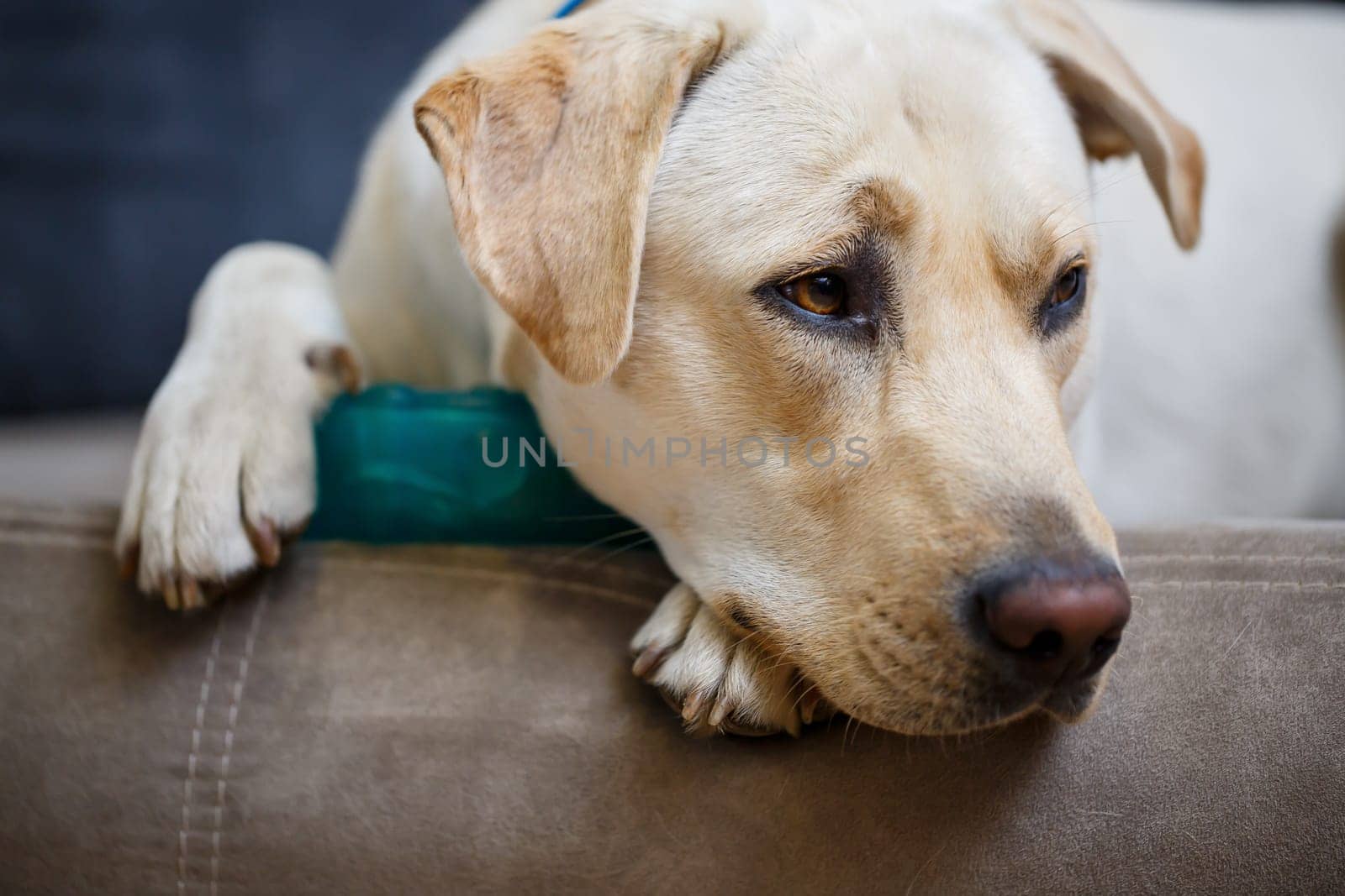 portrait of a large dog of breed Labrador of light coat of color, lies on a sofa in the apartment, pets