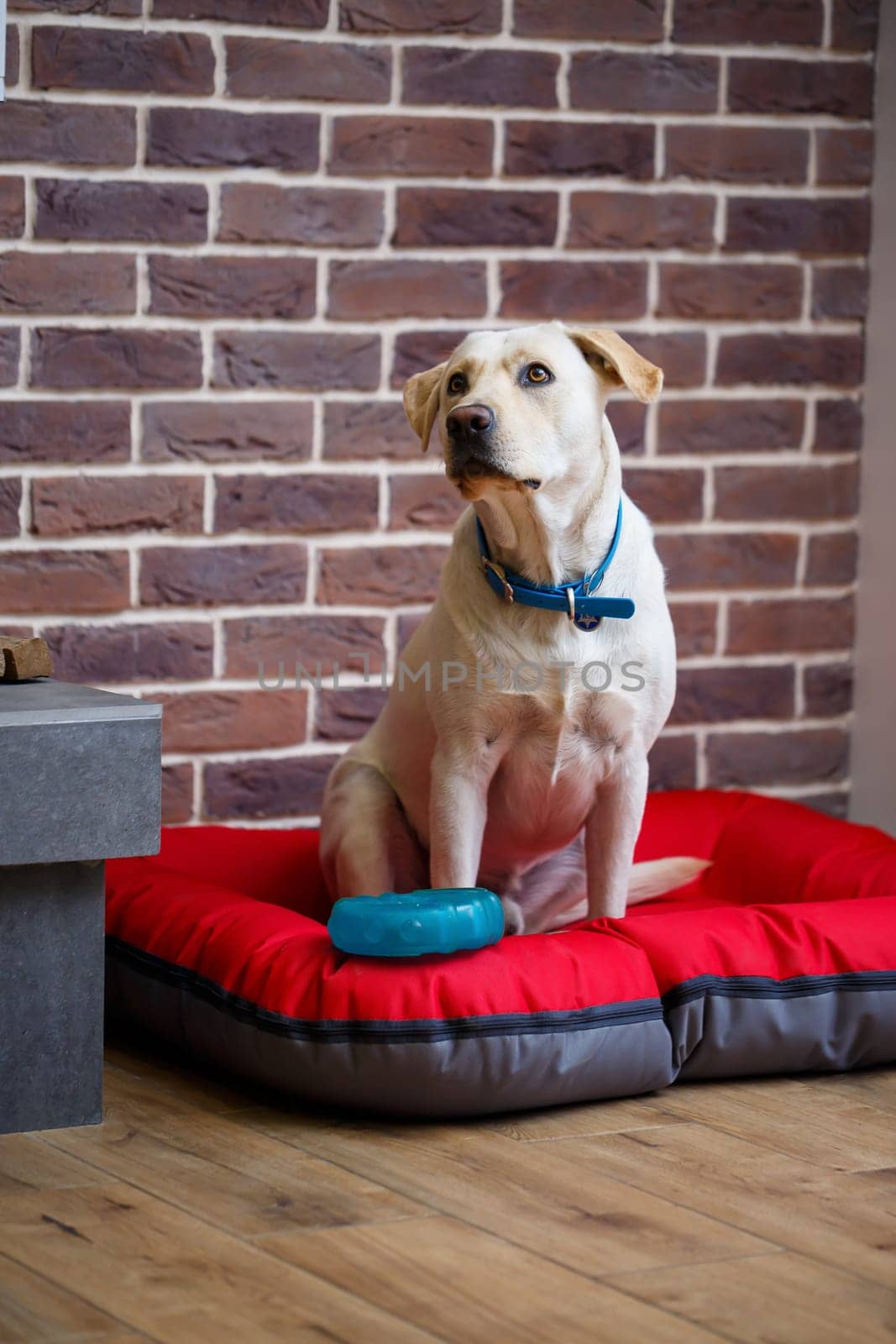A large dog of light color wool Labrador breed is sitting on a red litter against a brick wall