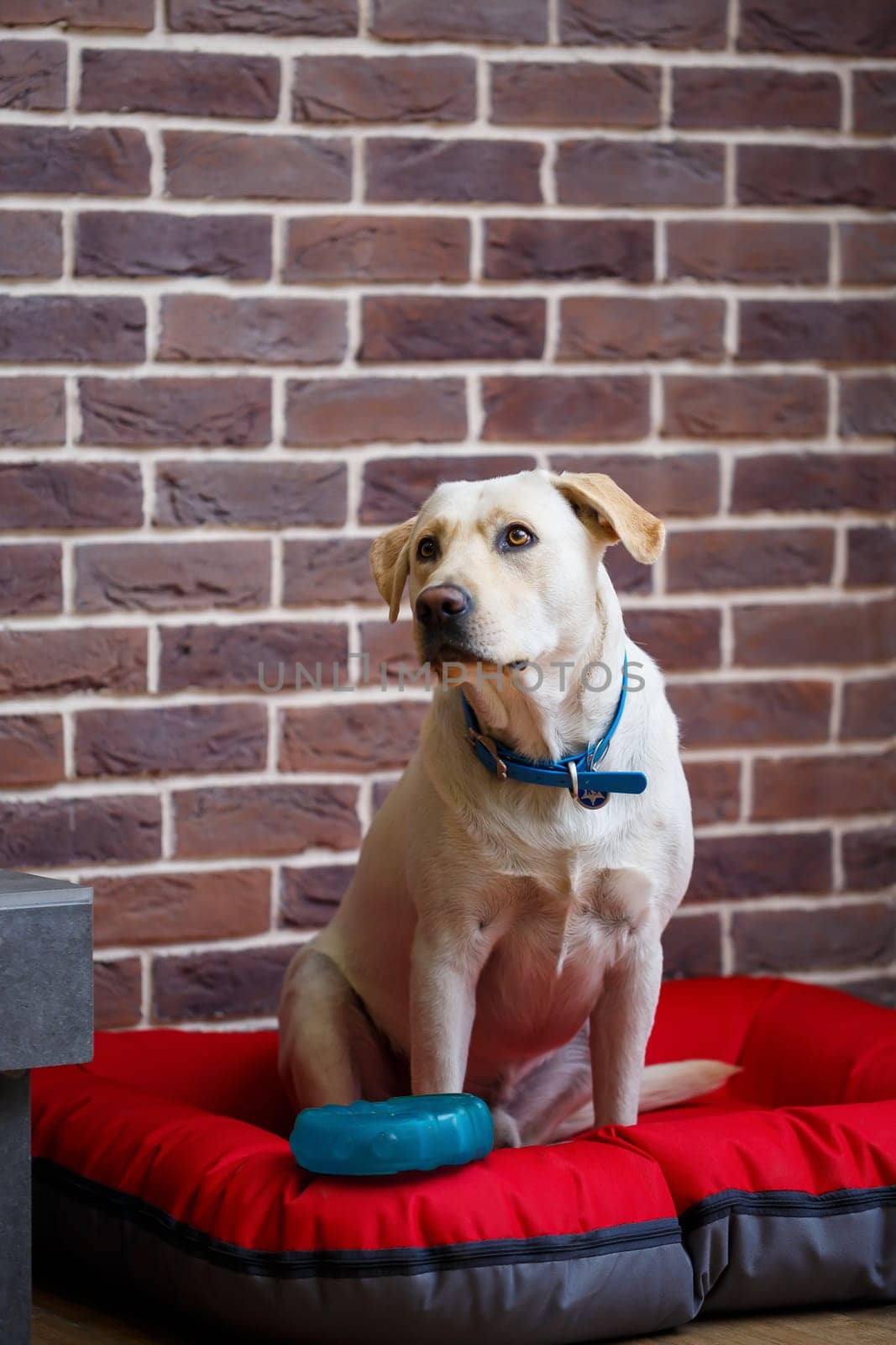 A large dog of light color wool Labrador breed is sitting on a red litter against a brick wall