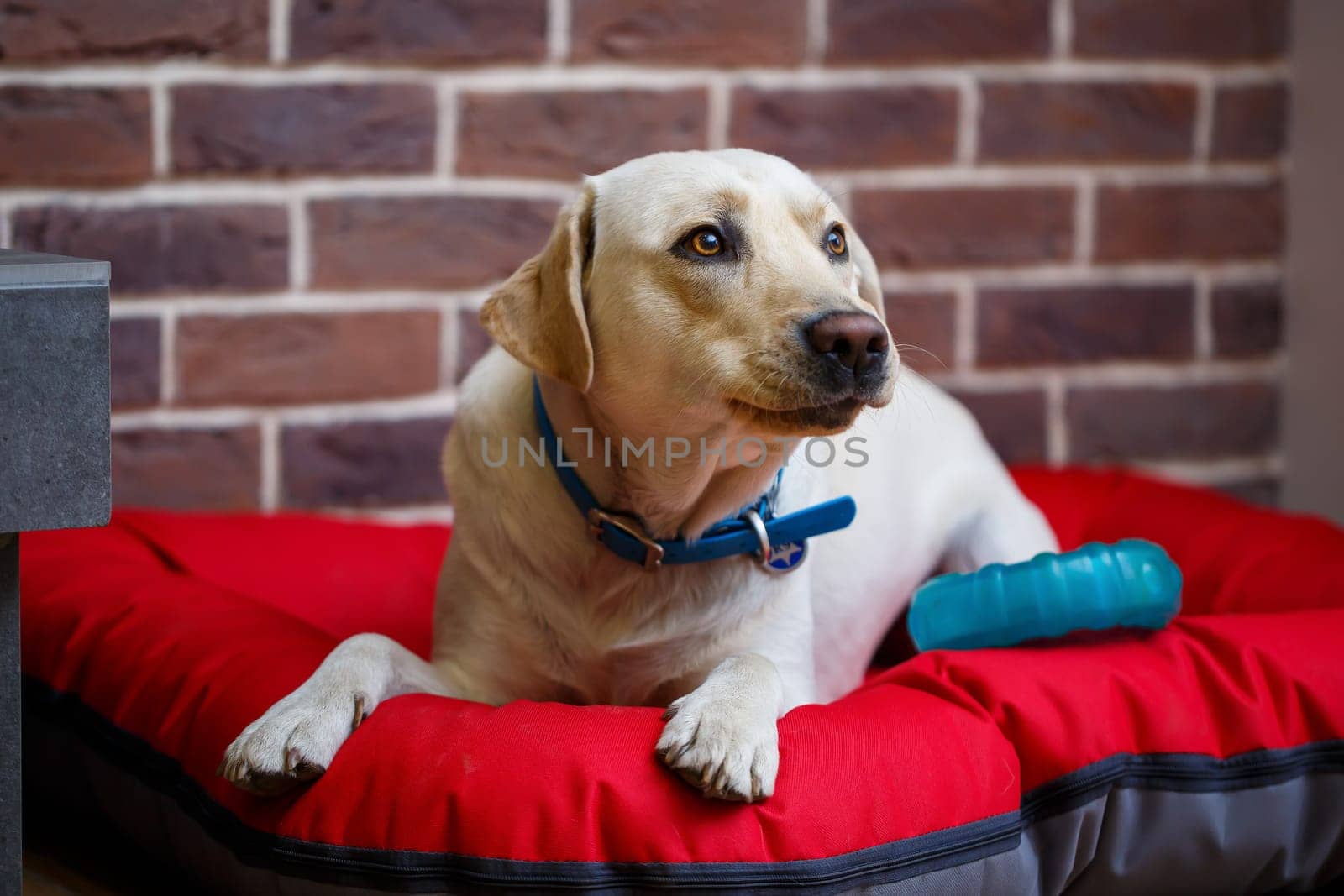 A large dog of light color Labrador coat lying on a red litter