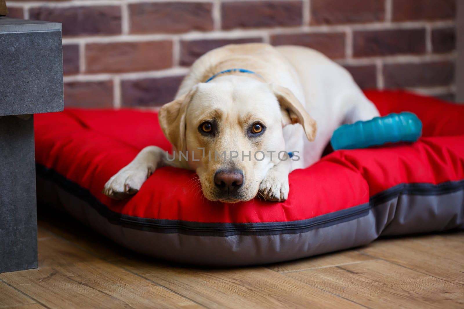 A large dog of light color Labrador coat lying on a red litter