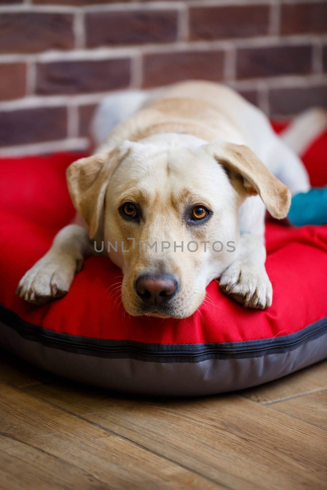 A large dog of light color Labrador coat lying on a red litter by Dmitrytph