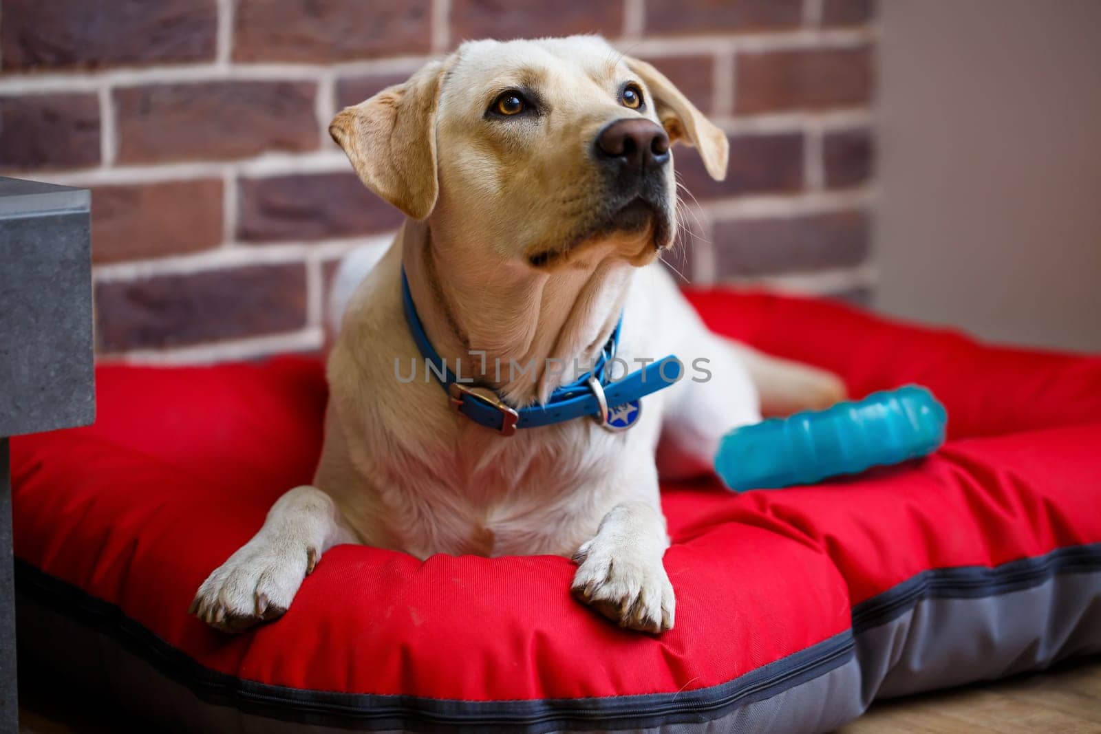 A large dog of light color Labrador coat lying on a red litter