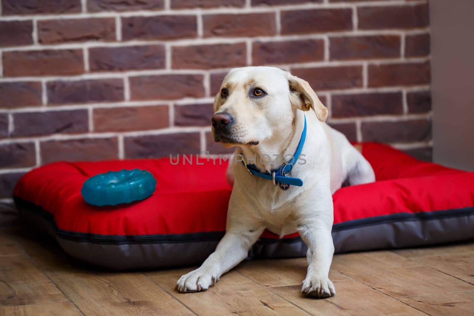 A large dog of light color Labrador coat lying on a red litter