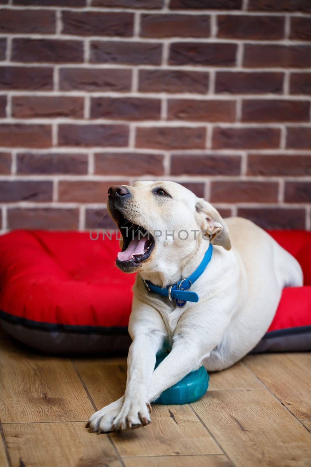 A large dog of light color Labrador coat lying on a red litter