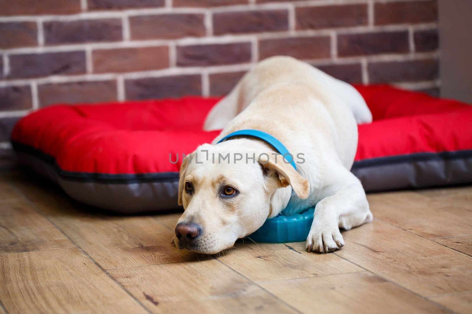 A large dog of light color Labrador coat lying on a red litter