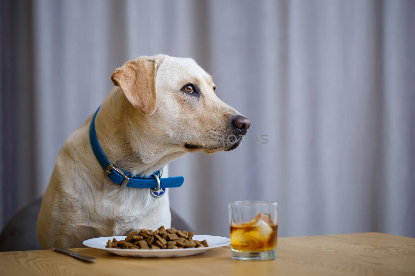 portrait of a business large dog of breed Labrador of light coat, sitting on a chair near the dining table, a plate with food, pets