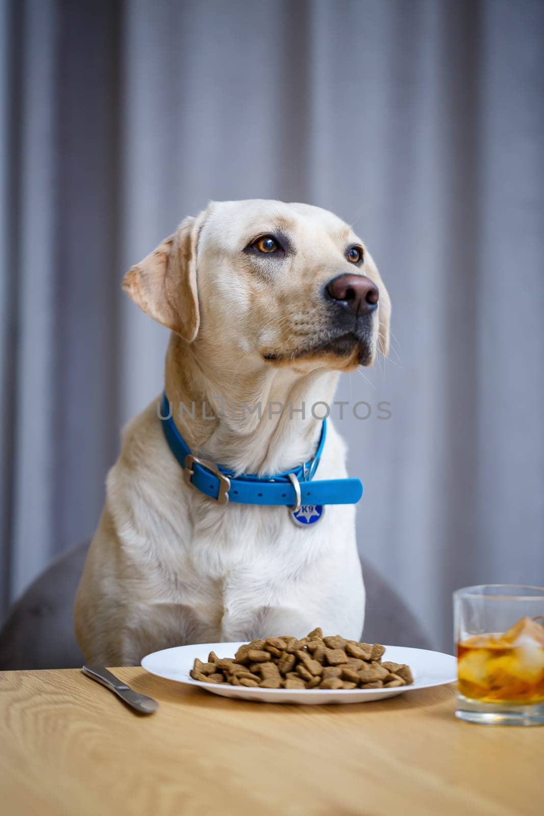 portrait of a business large dog of breed Labrador of light coat, sitting on a chair near the dining table, a plate with food, pets