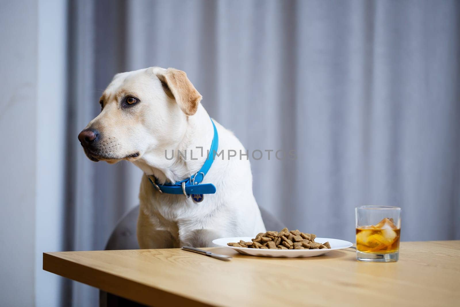 portrait of a business large dog of breed Labrador of light coat, sitting on a chair near the dining table, a plate with food, pets