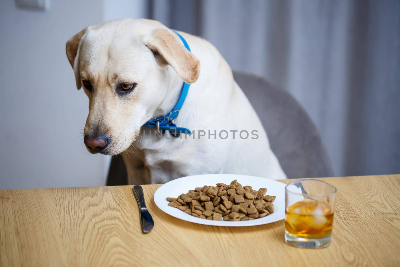 Yellow Labrador Retriever dog posing sitting at a table with goodies. Dog food in a white plate