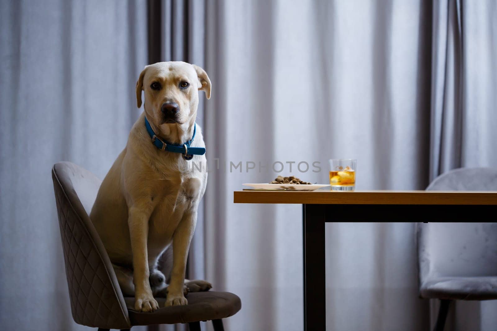portrait of a business large dog of breed Labrador of light coat, sitting on a chair near the dining table, a plate with food, pets