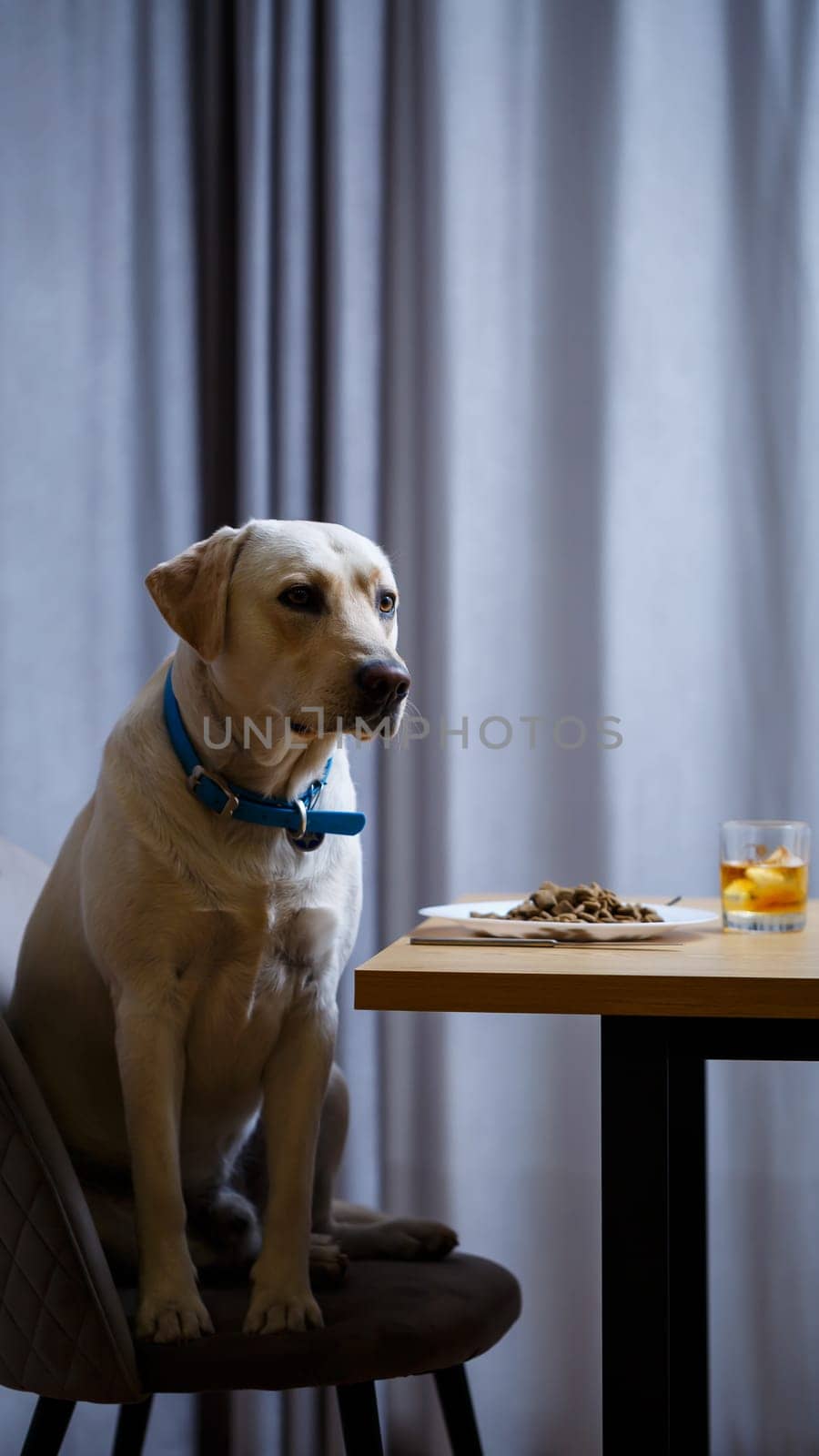 portrait of a business large dog of breed Labrador of light coat, sitting on a chair near the dining table, a plate with food, pets
