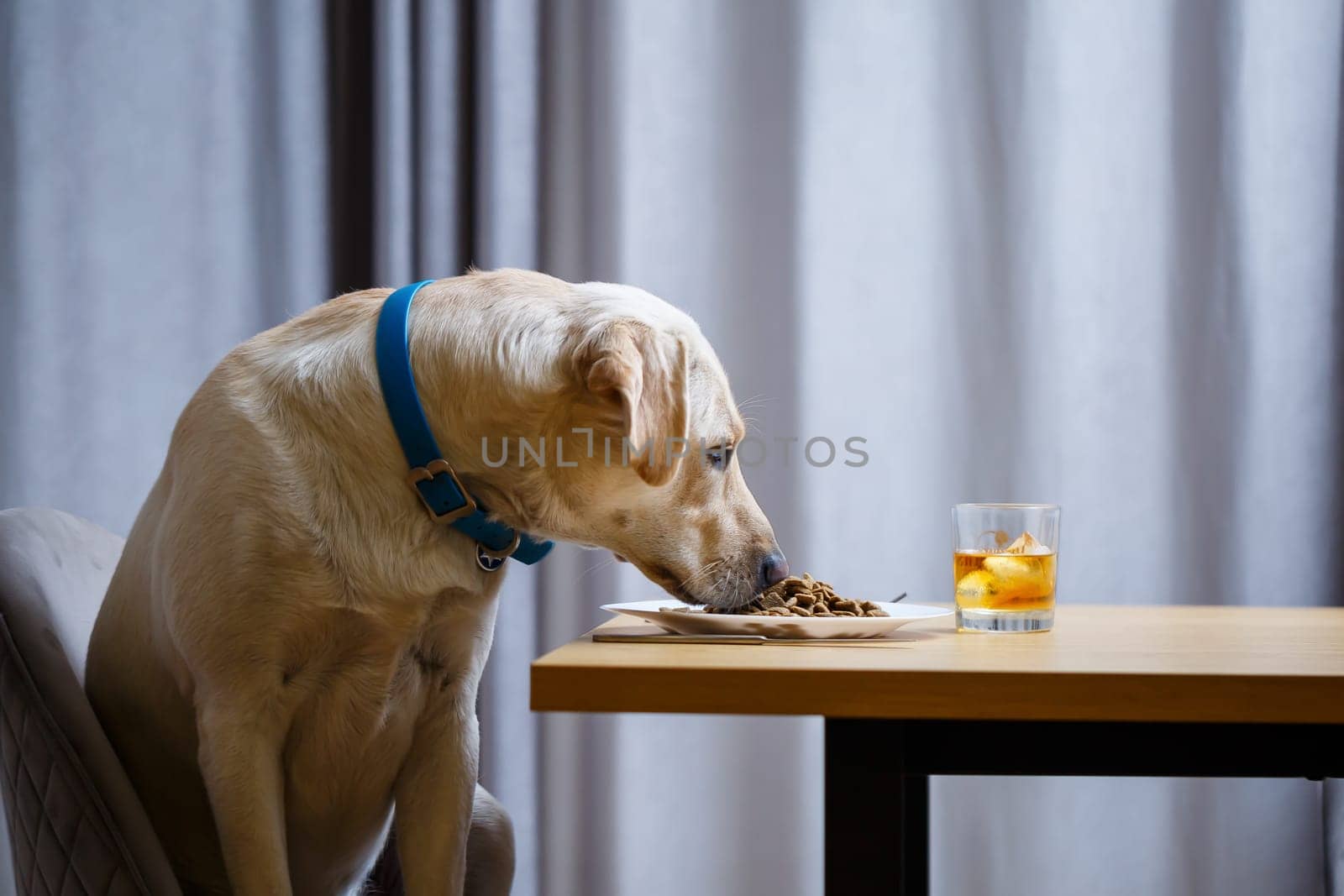 Yellow Labrador Retriever dog posing sitting at a table with goodies. Dog food in a white plate