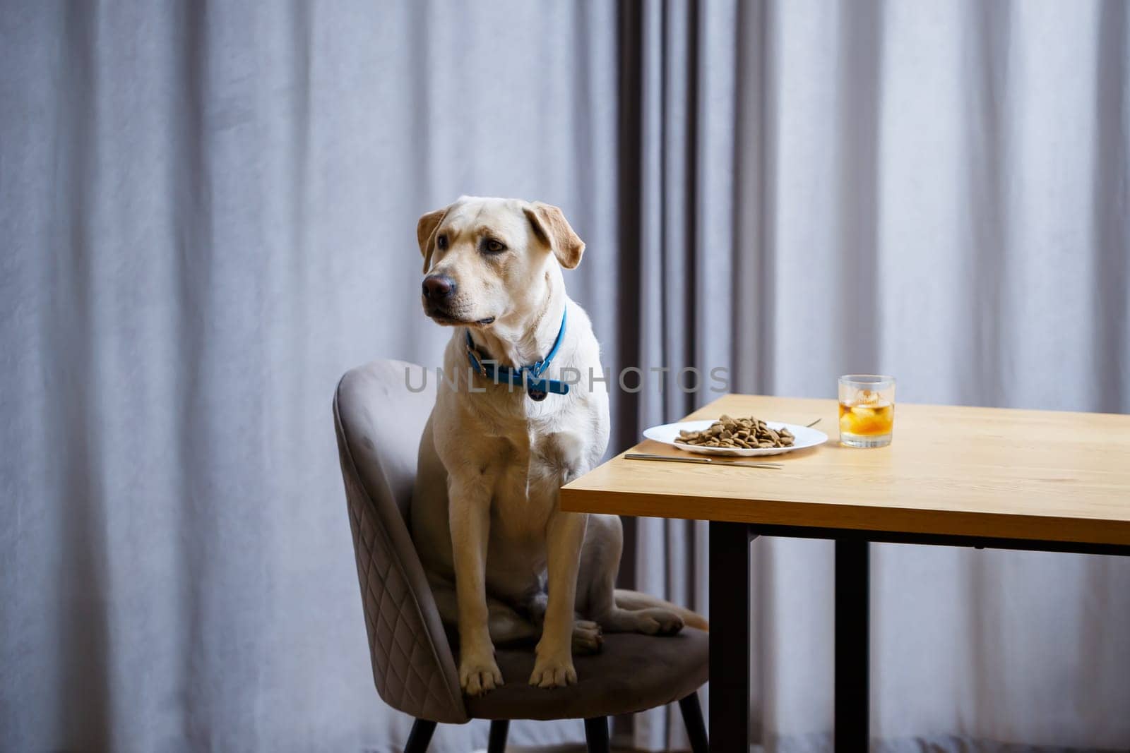portrait of a business large dog of breed Labrador of light coat, sitting on a chair near the dining table, a plate with food, pets