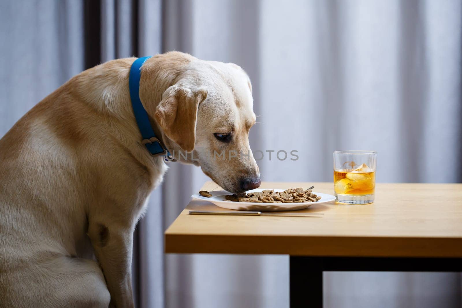 The dog wants food on a plate, but does not have permission from its owner. And since he understands what the word NO means, he does not touch food