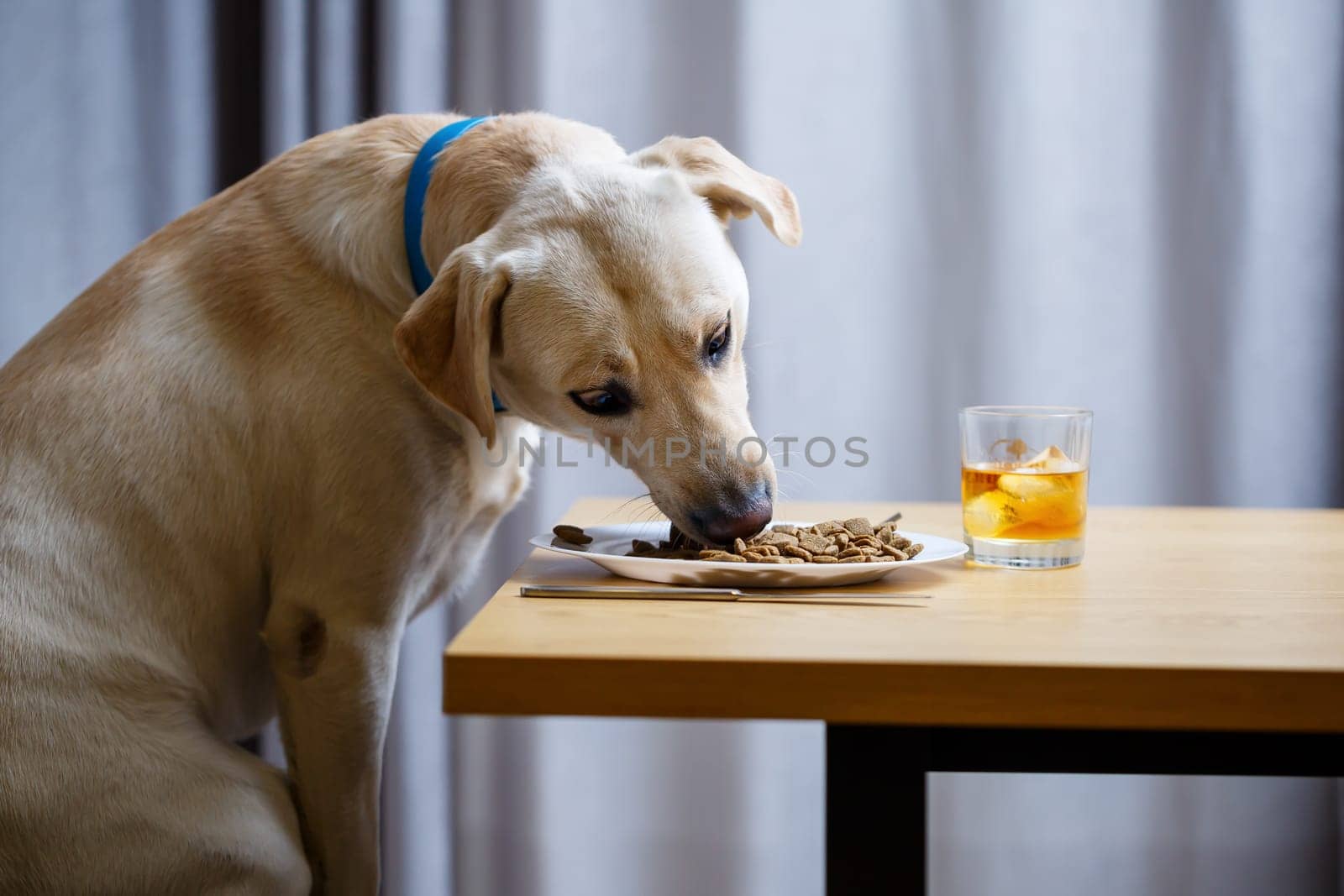 The dog wants food on a plate, but does not have permission from its owner. And since he understands what the word NO means, he does not touch food