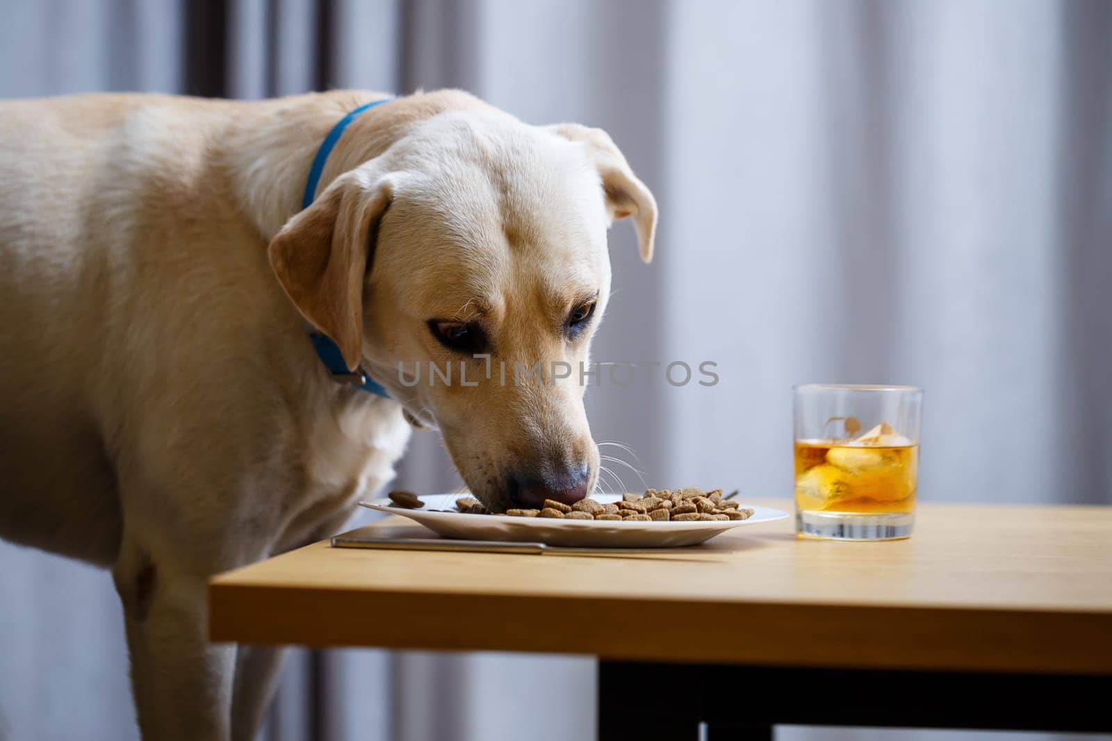 The dog wants food on a plate, but does not have permission from its owner. And since he understands what the word NO means, he does not touch food