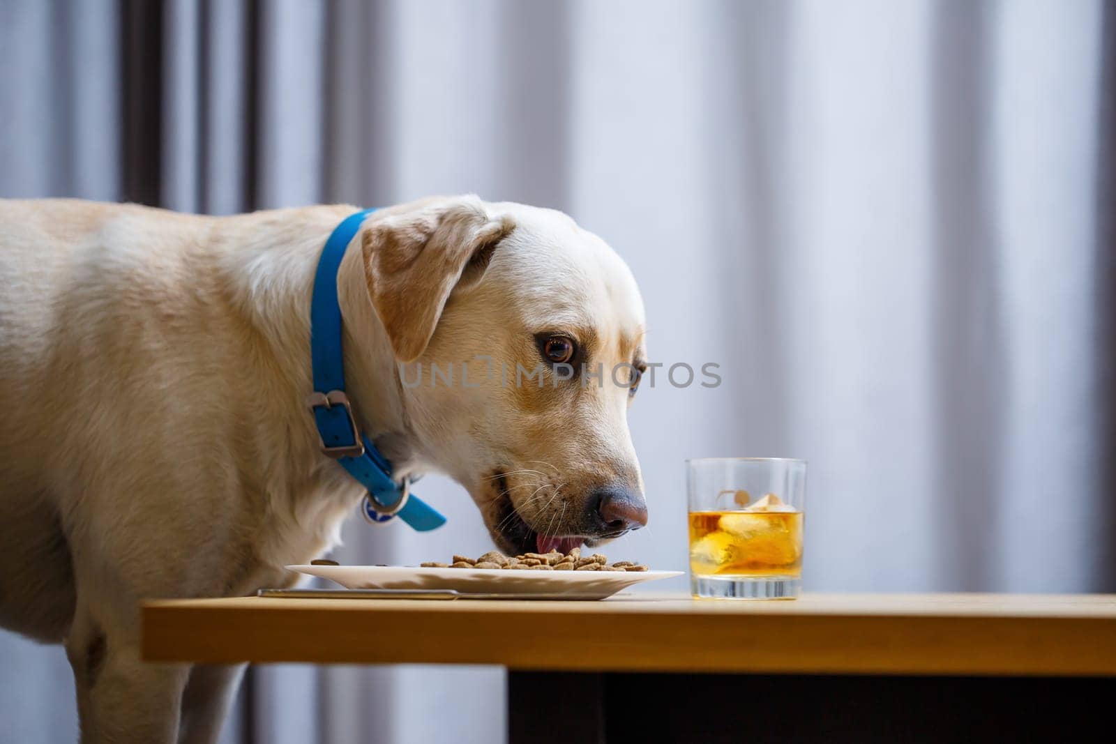 The dog wants food on a plate, but does not have permission from its owner. And since he understands what the word NO means, he does not touch food