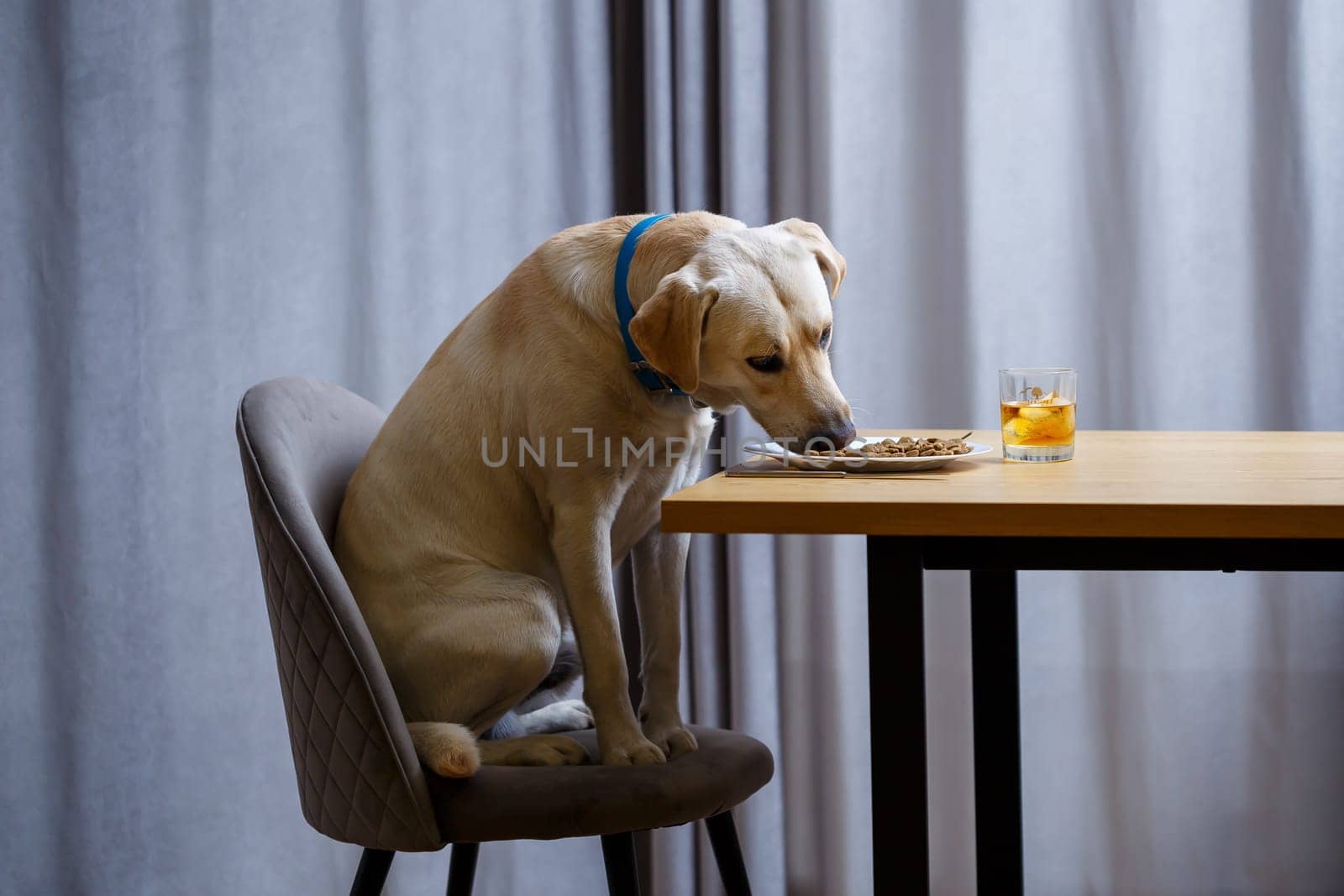 Cute dog eats food from a plate. Labrador is sitting on a chair at the table and eating dog food